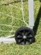 8&#39; x 24&#39; 3-Piece Wheel-A-Goal (Pair)